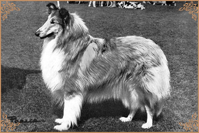 Clanayre Claudine Clanayre Claudine, Crufts Winners