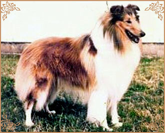 Clanayre Comanche