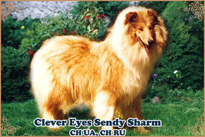 Clever Eyes Sandy Sharm