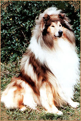 Coldamar Wor Geordie, Crufts Winners