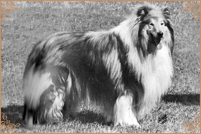 Coldamar Wor Geordie Coldamar Wor Geordie, Crufts Winners