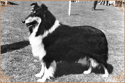 Colrenes Mywicks Merlow Moonbeam Colrenes Mywicks Merlow Moonbeam, Crufts Winners