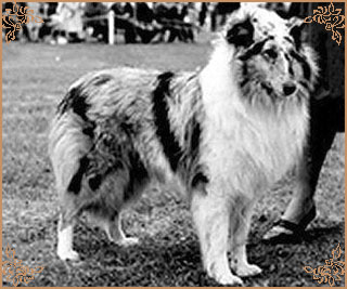 Corviross Silver Joy, Crufts Winners