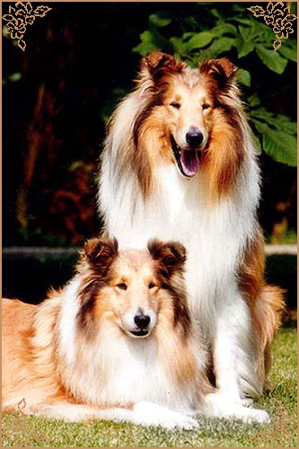 Corydon Gold Delilah Corydon Gold Delilah