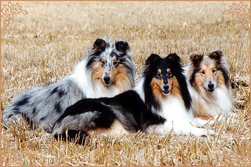 Corydon Gold Delilah Corydon Gold Delilah