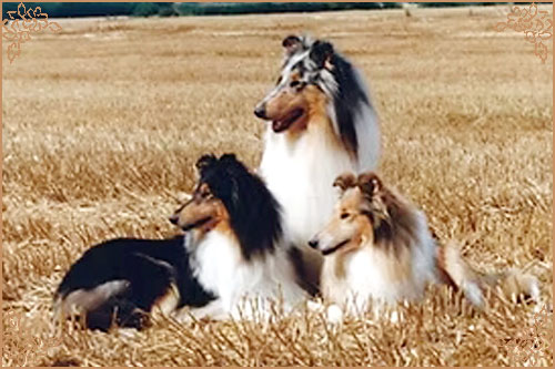 Corydon Gold Delilah Corydon Gold Delilah