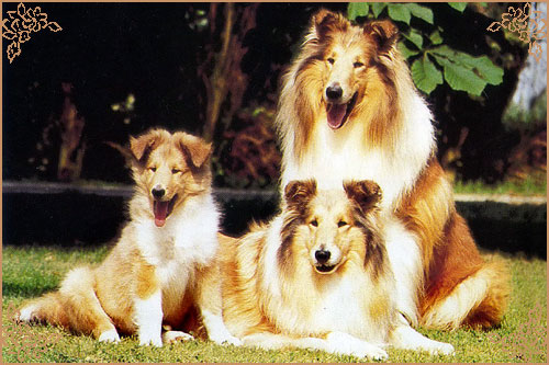 Corydon Gold Delilah Corydon Gold Delilah