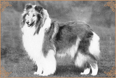 Corydon Whisper Willow