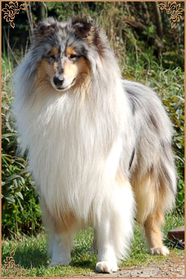 Cramick Silver Blue de Cathyja