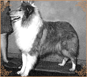 Danvis Camanna Golden Sensation, Crufts Winners