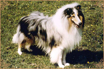 Danvis Ladyvale Blue Macade Danvis Ladyvale Blue Macade, Crufts Winners