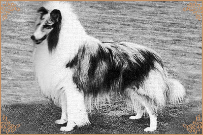 Danvis Ladyvale Blue Macade, Crufts Winners