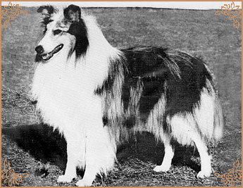 Danvis Ladyvale Blue Macade, Crufts Winners
