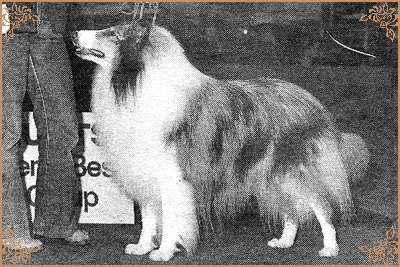 Danvis Ladyvale Blue Macade, Crufts Winners