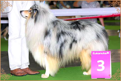 Dazzle Blue Legend de la Chapelle aux Arbres