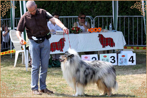 Dazzle Blue Legend de la Chapelle aux Arbres