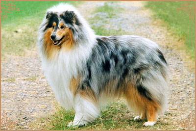 Deeohn Blue Devoted to Ileyda Deeohn Blue Devoted to Ileyda, Crufts Winners