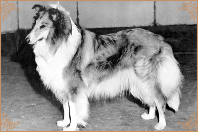 Deloraine Distinctive