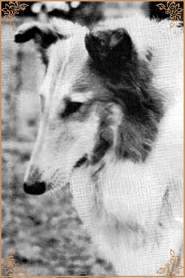 Deloraine Distinctive