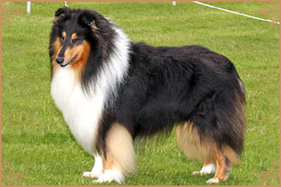 Demelewis Dark Moon Driftin over Corydon, Crufts Winners