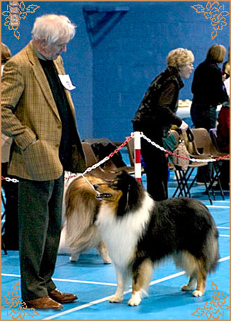 Demelewis Dark Moon Driftin over Corydon, Crufts Winners