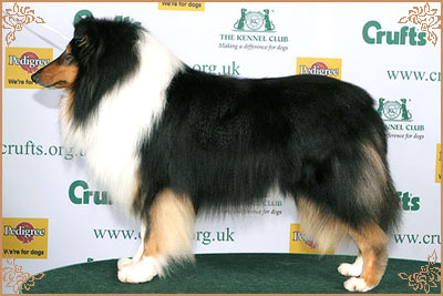 Demelewis Dark Moon Driftin over Corydon, Crufts Winners