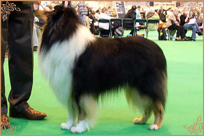 Demelewis Dark Moon Driftin over Corydon, Crufts Winners