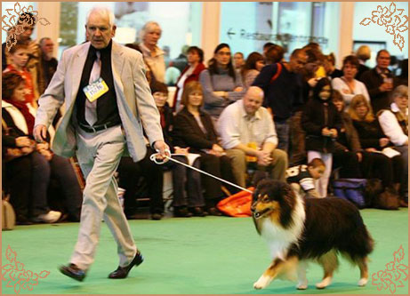 Demelewis Dark Moon Driftin over Corydon, Crufts Winners