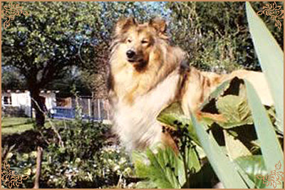 Devaldemar Delphinium at Elsamos