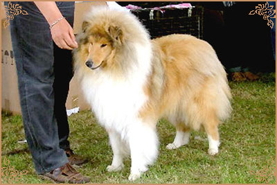 Double Scotch Gold Windstar