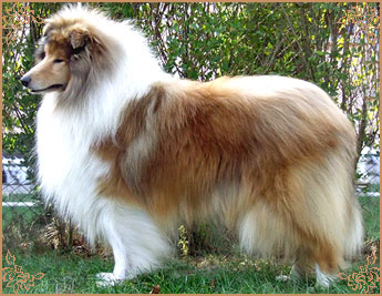 Double Scotch Gold Windstar