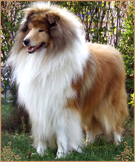 Double Scotch Gold Windstar