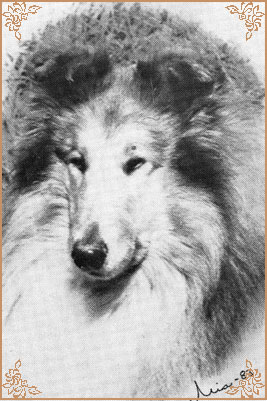 Dunsinane Detective, Crufts Winners
