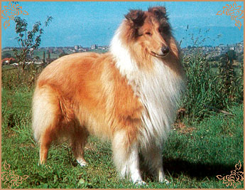 Dunsinane Detective Dunsinane Detective, Crufts Winners