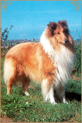 Dunsinane Detective, Crufts Winners