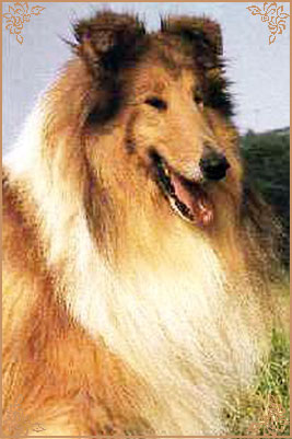 Dunsinane Detective, Crufts Winners