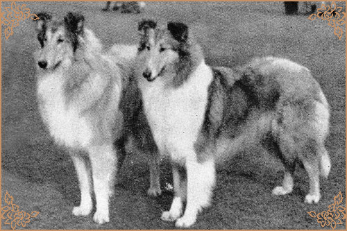 Duntiblae Doorknocker, Crufts Winners