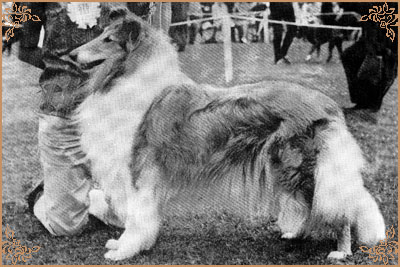 Duntiblae Doorknocker, Crufts Winners