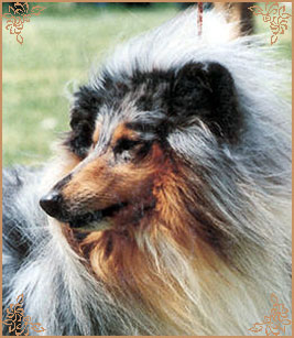 Dylan du Clos de Windmire