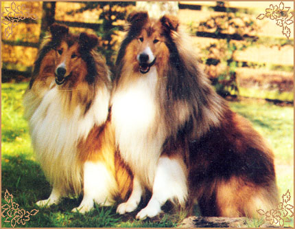 Emryks Runnaway, Crufts Winners