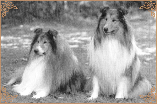 Emryks Runnaway, Crufts Winners