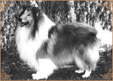Emryks Runnaway Emryks Runnaway, Crufts Winners