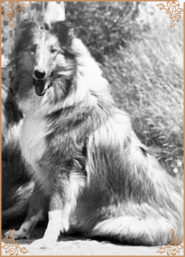 Estella vom Charlottenhof