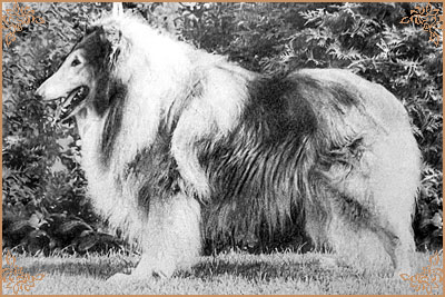 Fellview Consort Fellview Consort, Crufts Winners