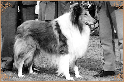 Fellview Shepherds Boy