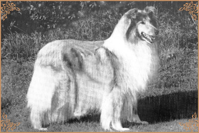 Fenvale Finesse Fenvale Finesse, Crufts Winners