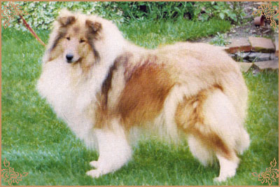 Figli Del Vento Sherie Figli Del Vento Sherie, Crufts Winners