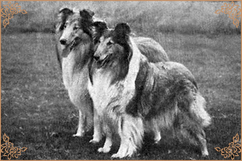 Glenmist Golden Legacy, Crufts Winners