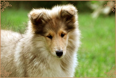 Hazelnut des Vergers de Iacchos