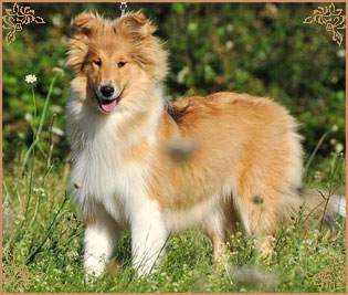 Hazelnut des Vergers de Iacchos